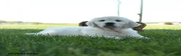 Golden Retriever dogs for sale: Linsey - Ad 3