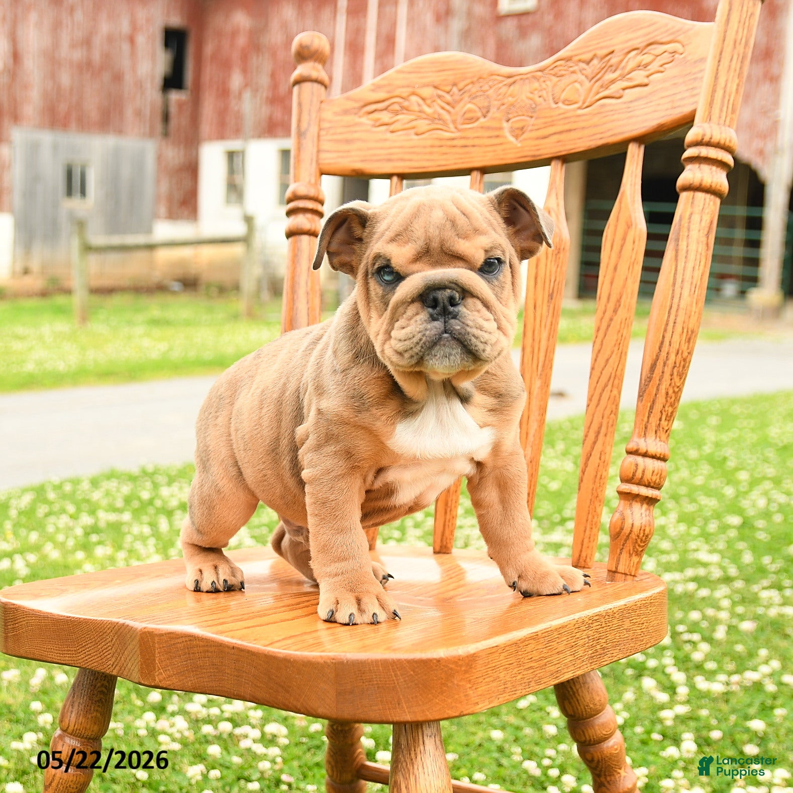 English Bulldog dogs Lincoln  - Ad 2