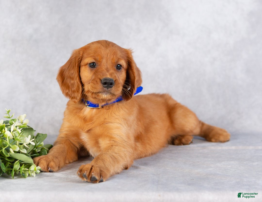 Miniature Golden Retriever dogs for sale: Dickie - Ad 2