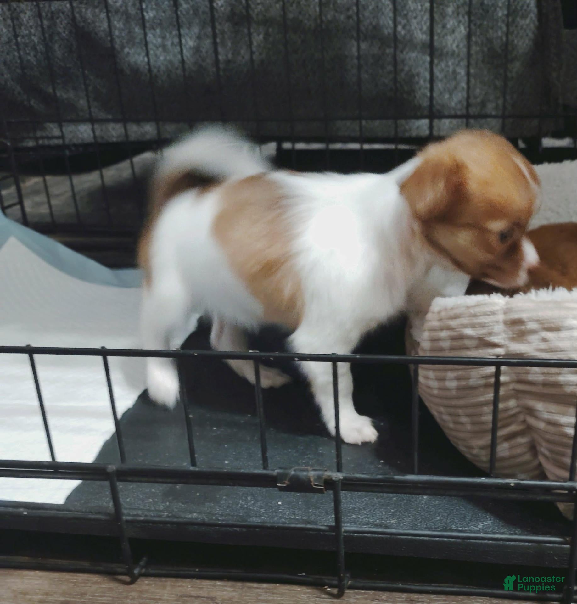 Chihuahua dogs Ella (teacup) - Ad 2