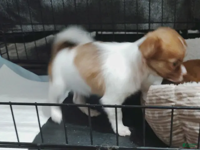 Chihuahua dogs Ella (teacup) - Ad 2
