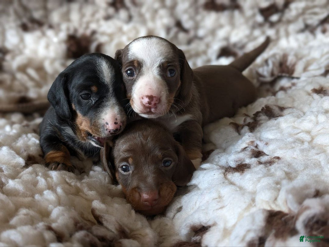 Miniature Dachshund dogs for sale: Miniature Dachshund Puppy 1 - Ad 3