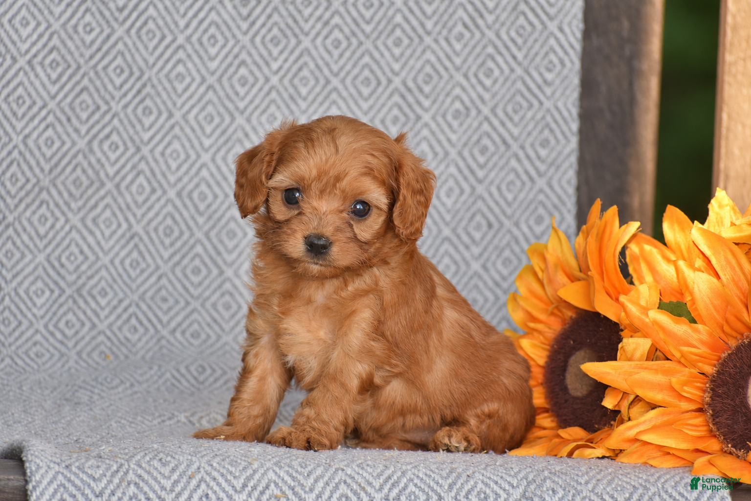 Cavapoo dogs Andrea - Ad 1