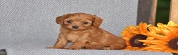 Cavapoo dogs for sale: Andrea - Ad 1