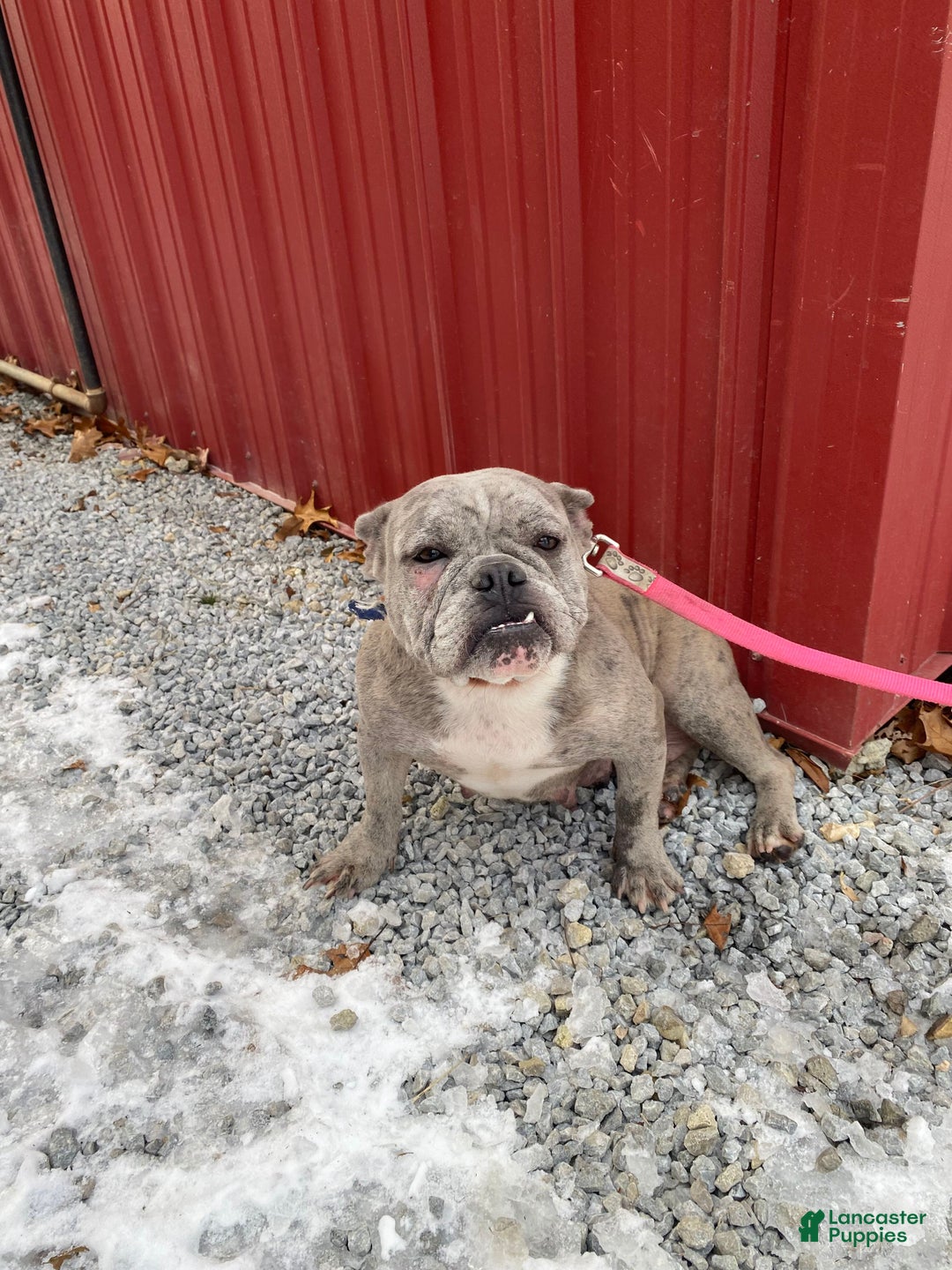 Mixed Breed dogs for sale: Billy - Ad 13