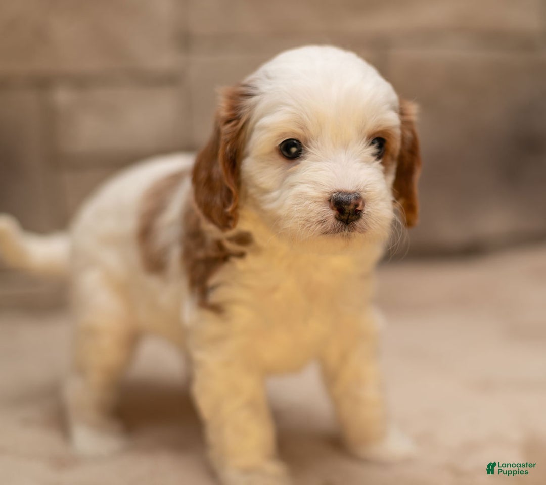 Cavapoo dogs for sale: Caramel - Ad 4