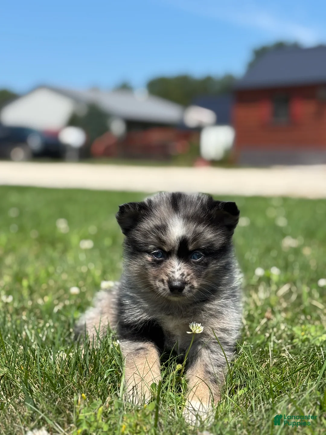 Pomsky dogs for sale: Geneva - Ad 3