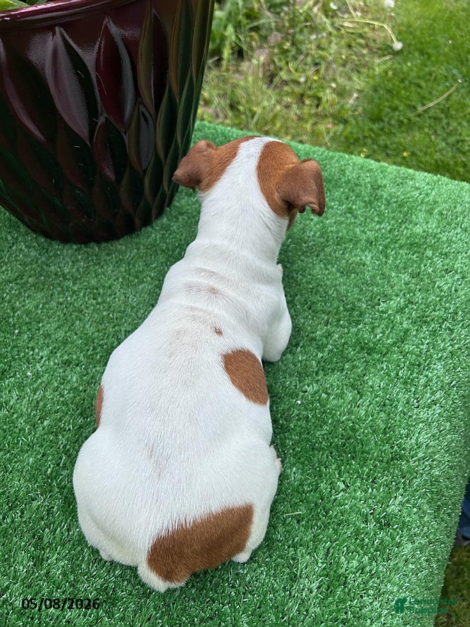 Jack Russell Terrier dogs Chip - Ad 1