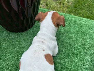 Jack Russell Terrier dogs Chip - Ad 1