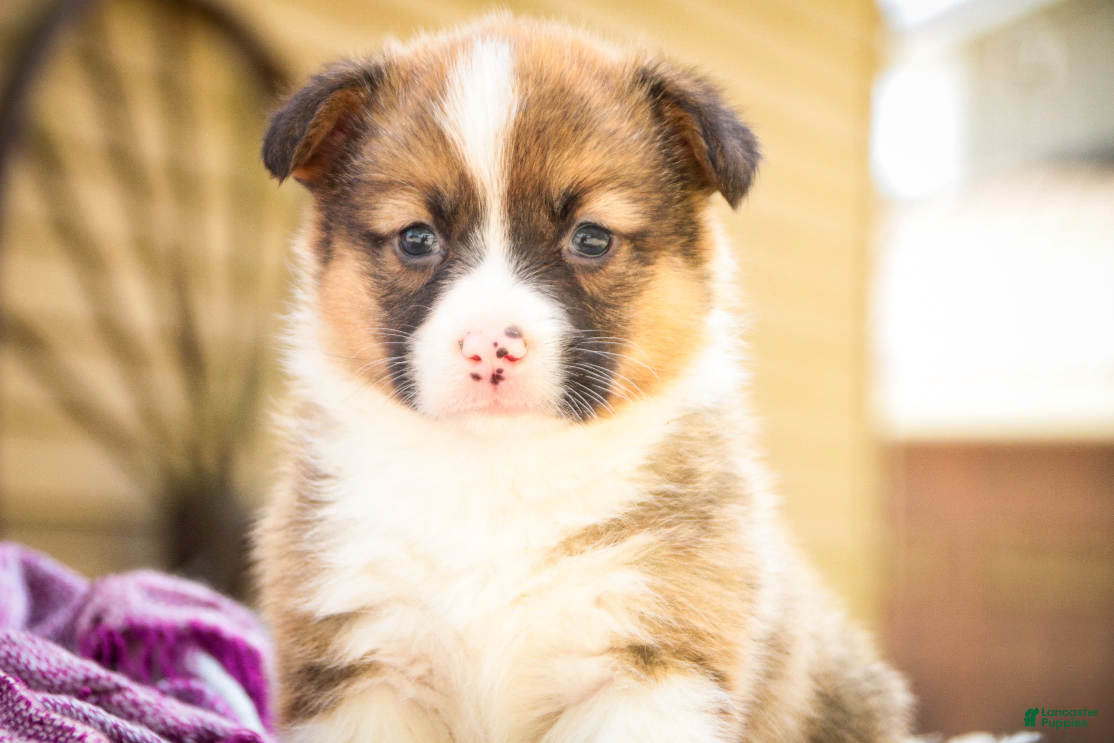 Welsh Corgi Pembroke dogs Georgia - Ad 1