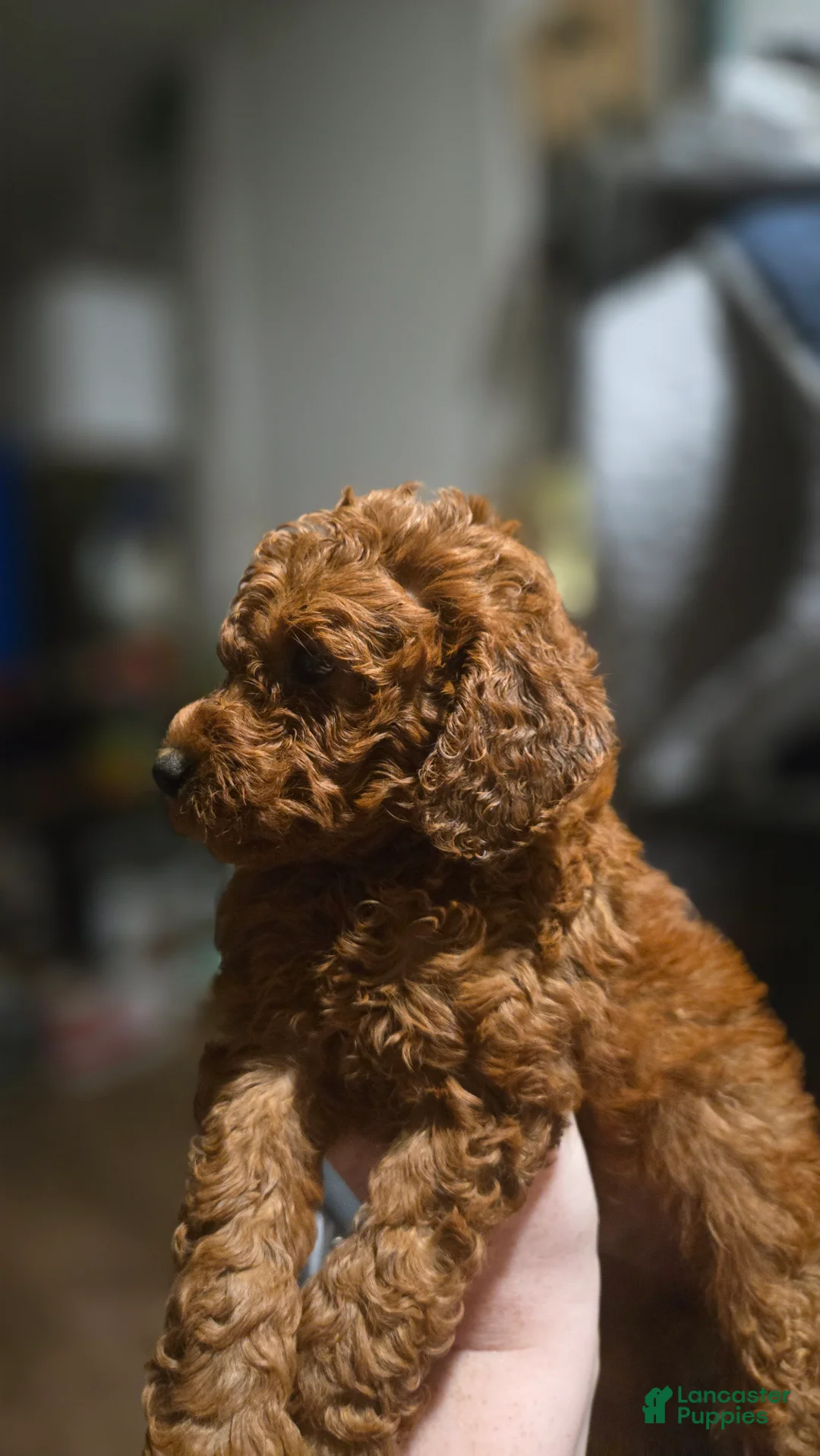 Mini Goldendoodle dogs for sale: Mini Goldendoodle 2 - Ad 2