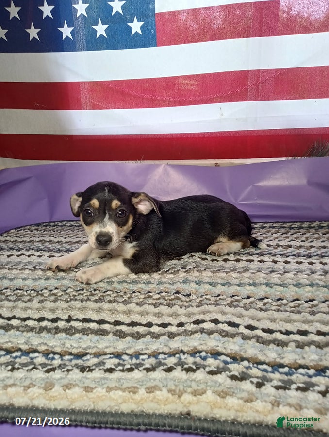 Chihuahua dogs Rambo - Ad 1