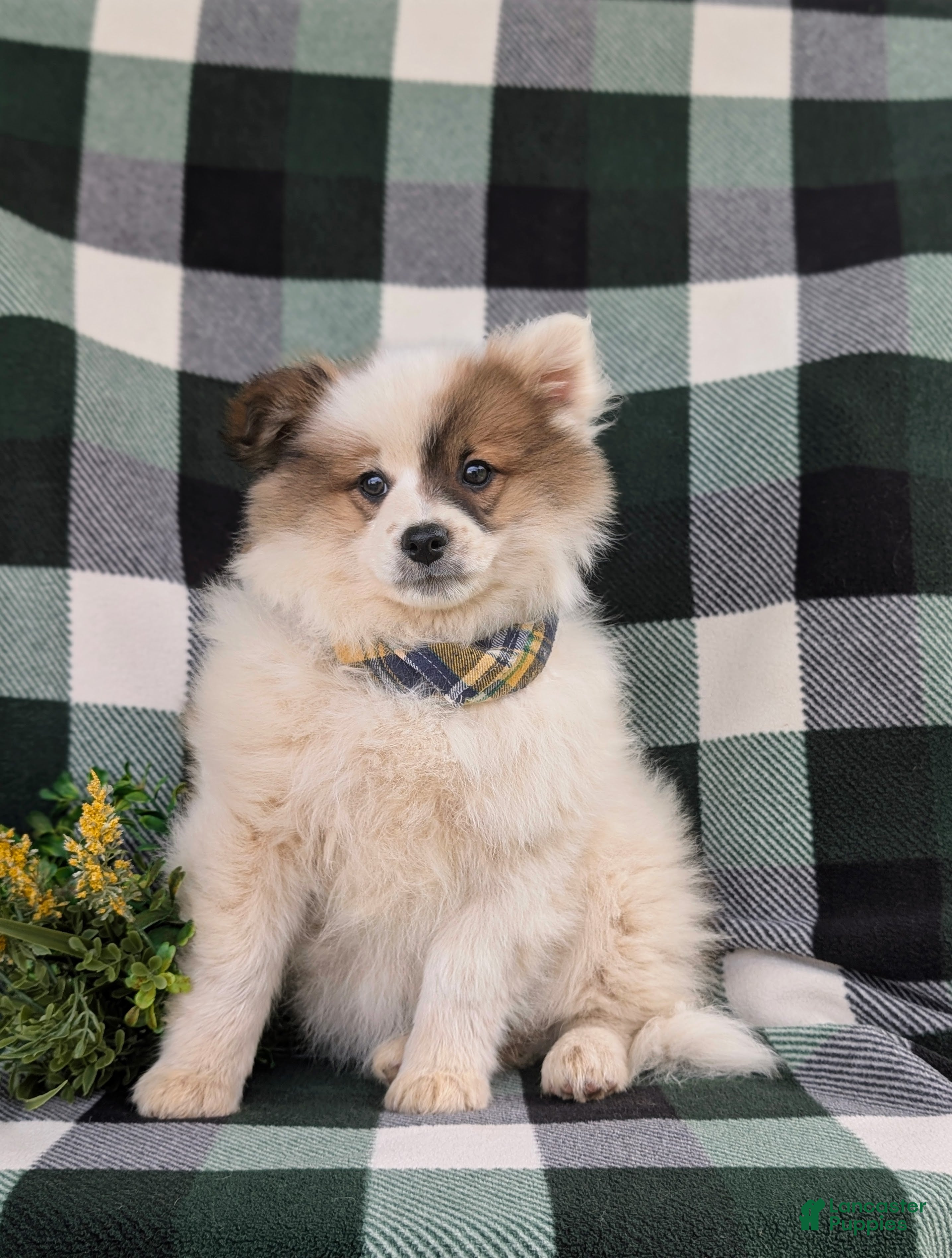 Pomeranian dogs Tobie - Ad 2