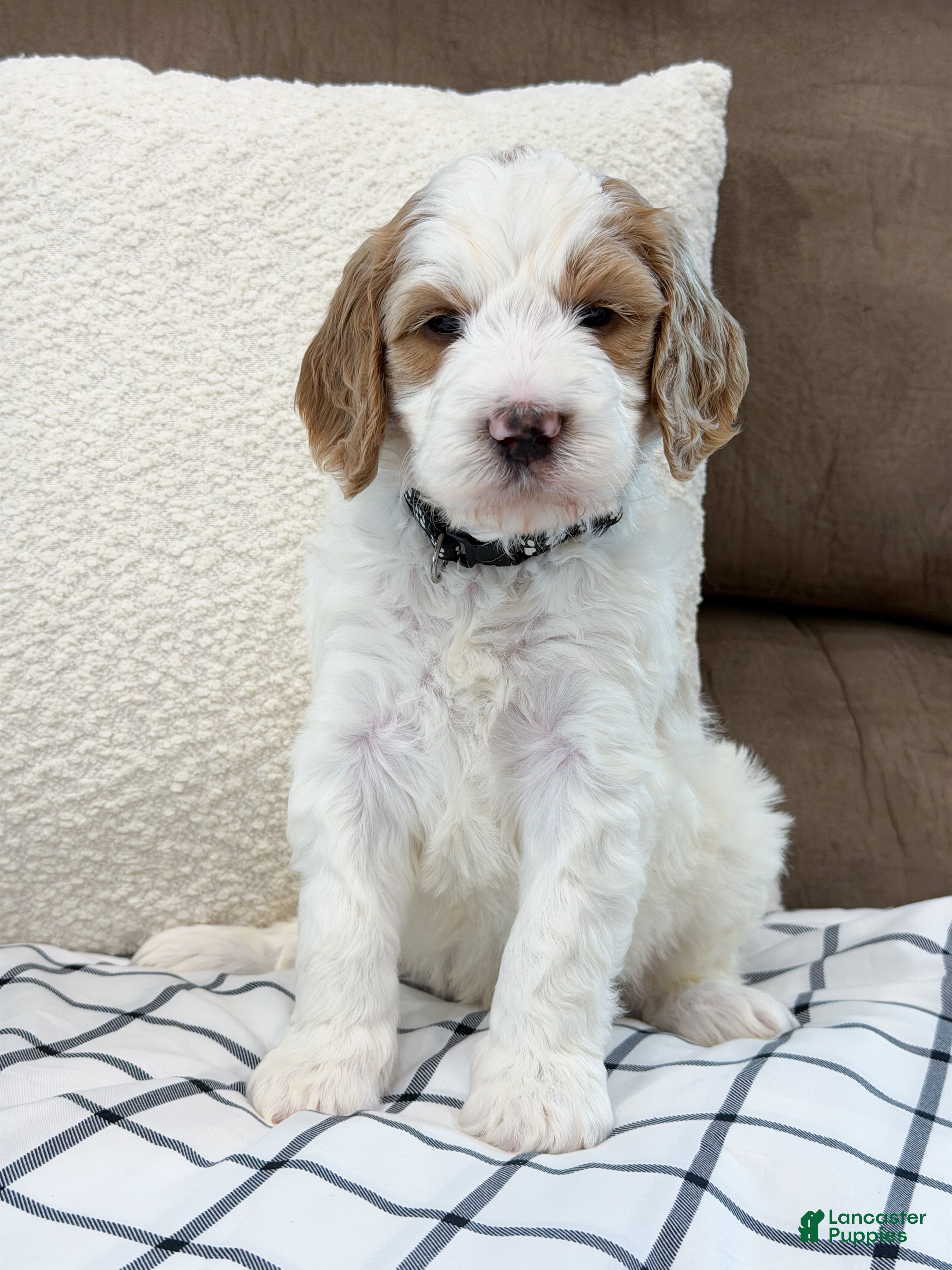 Goldendoodle dogs Knox - Ad 1