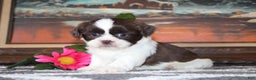Shih Tzu dogs for sale: Tyler - Ad 3