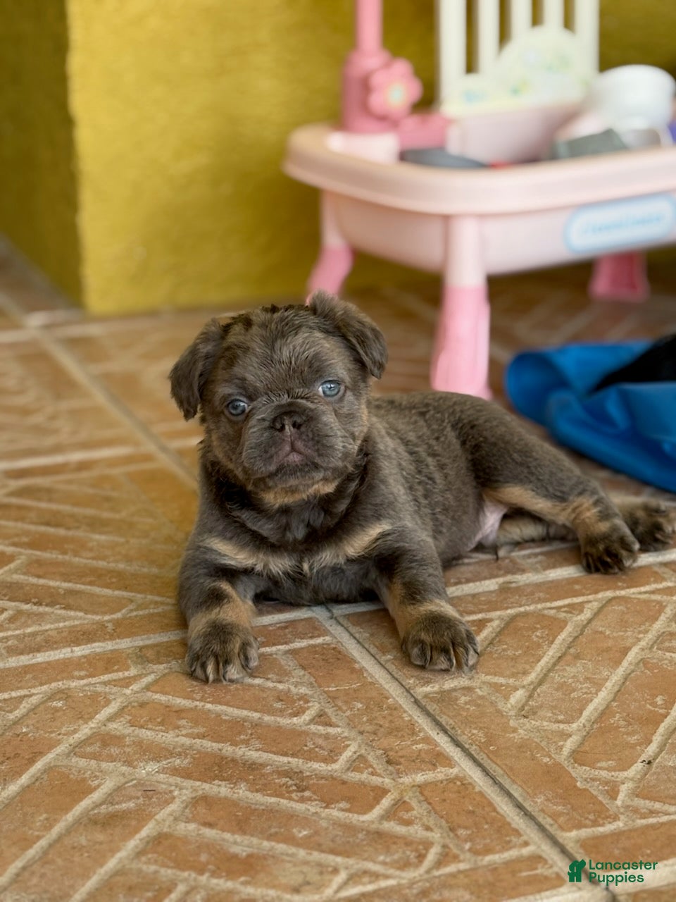 French Bulldog dogs for sale: Saint - Ad 3