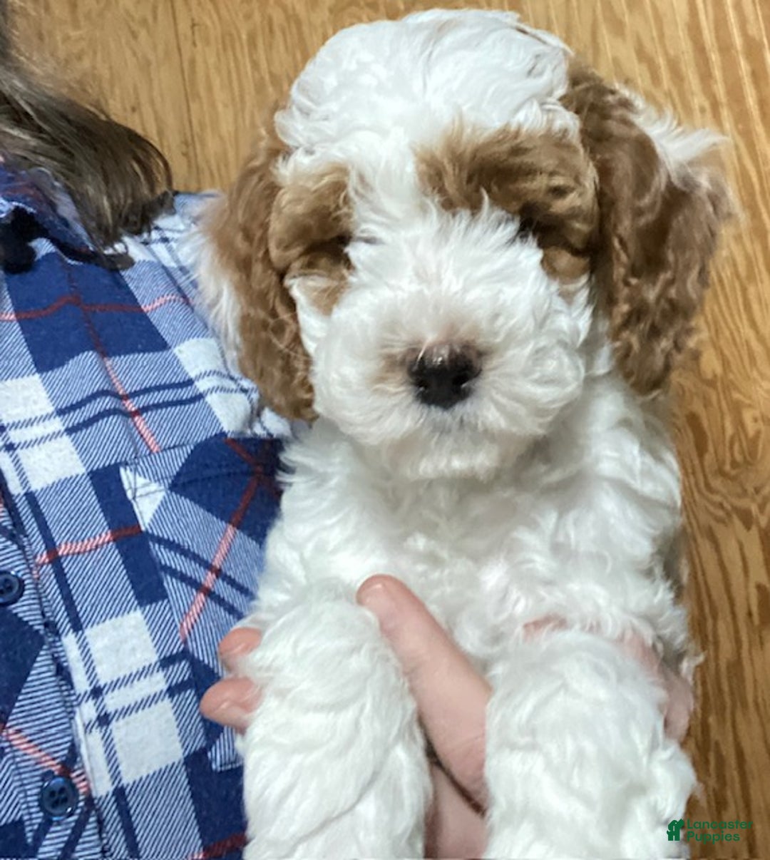 Cavapoo dogs for sale: Cavapoo Puppy 1 - Ad 5