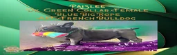 French Bulldog dogs for sale: Paislee “Dark Green” Collar, Female  - Ad 4