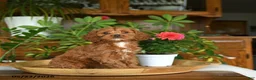 Cockapoo dogs for sale: Willow - Ad 1