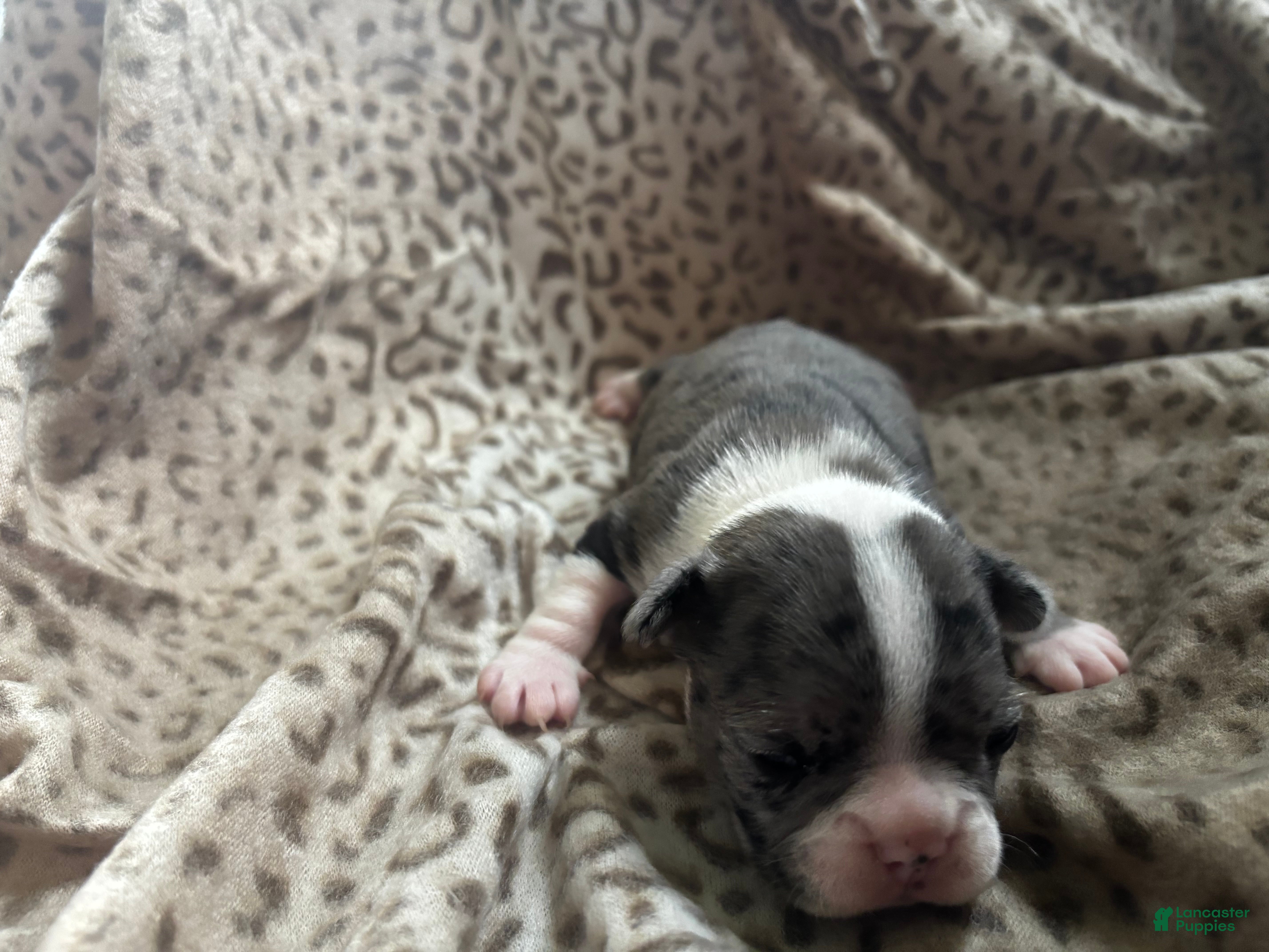 Mixed Breed dogs Willy - Ad 38