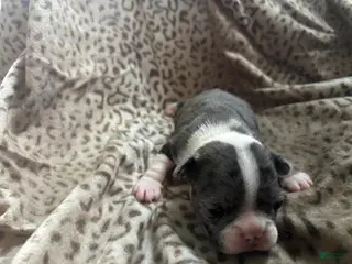 Mixed Breed dogs Willy - Ad 39