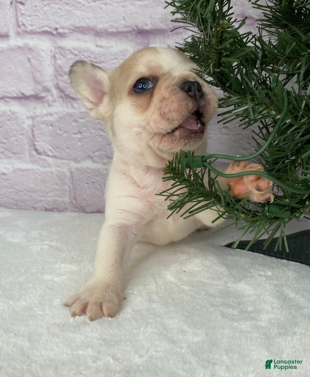 French Bulldog dogs for sale: Rambo  - Ad 10