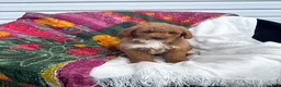 Mini Goldendoodle dogs for sale: Lupin - Ad 8