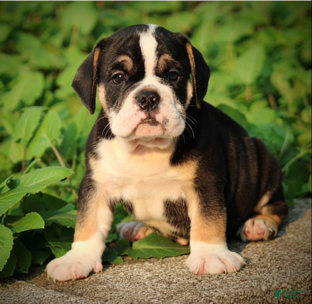 Beabull dogs Zack - Ad 1
