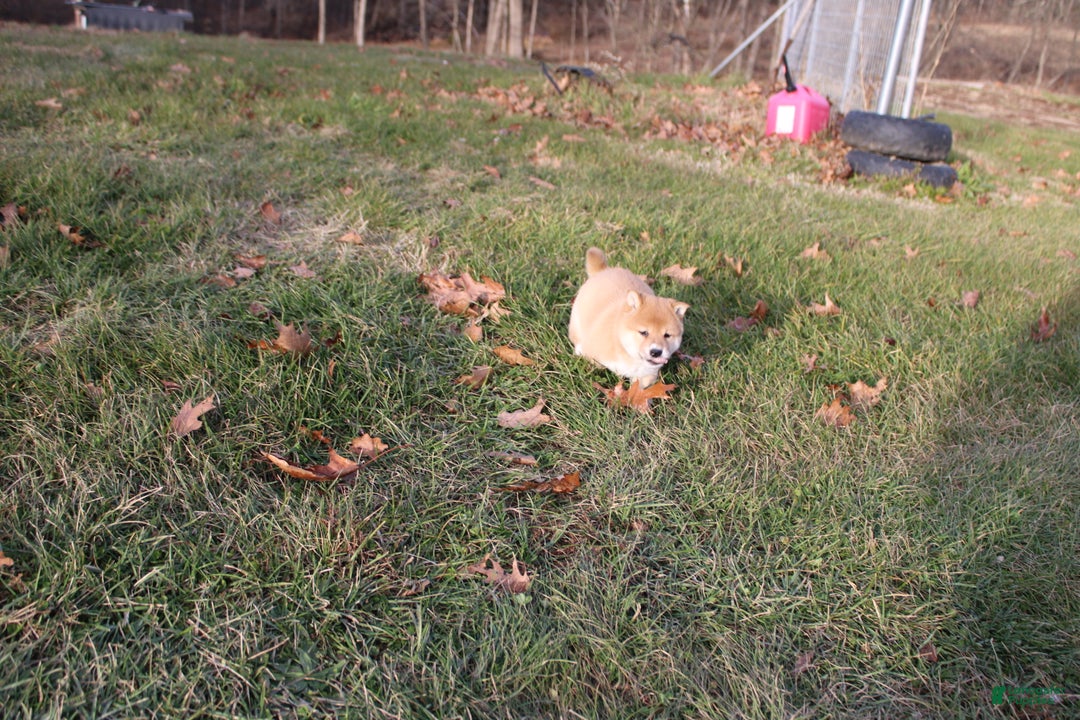 Shiba Inu dogs for sale: Light - Ad 9