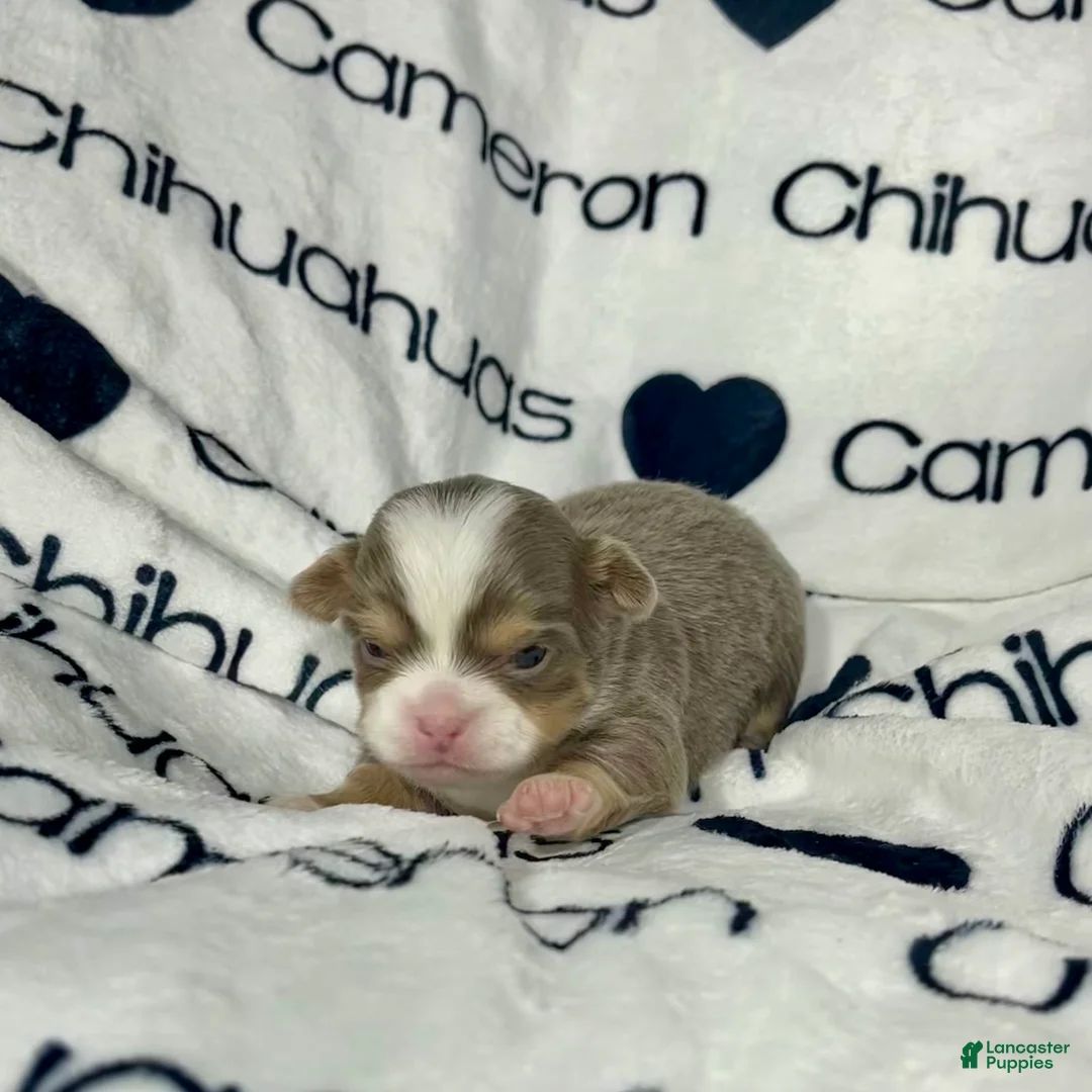 Chihuahua dogs for sale: Graham Lavender Long Coat - Ad 1