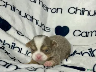 Chihuahua dogs Graham Lavender Long Coat - Ad 1