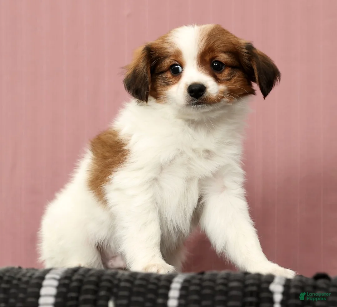 Papillon dogs for sale: Matson - Ad 8