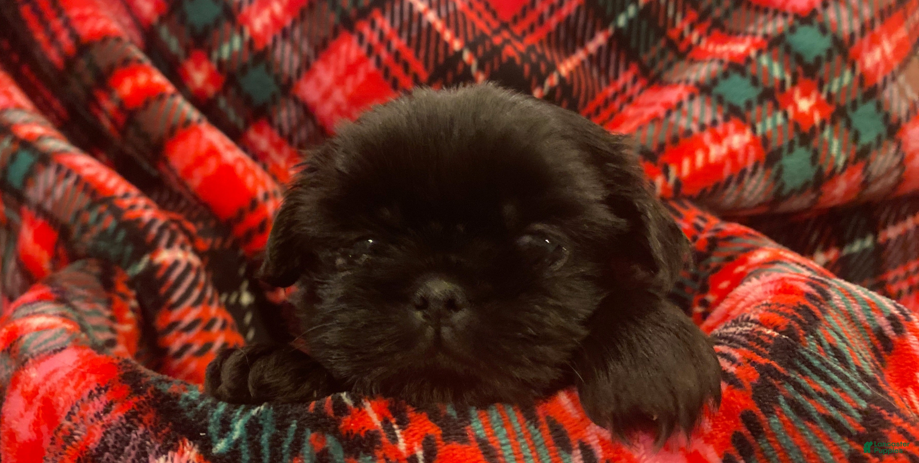 Shih Tzu dogs CHARLIE, Shih Tzu, Male, 7 weeks, AKC Champion Blood Line - Ad 23