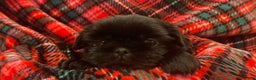 Shih Tzu dogs for sale: CHARLIE, Shih Tzu, Male, 10 weeks, AKC Champion Blood Line - Ad 2