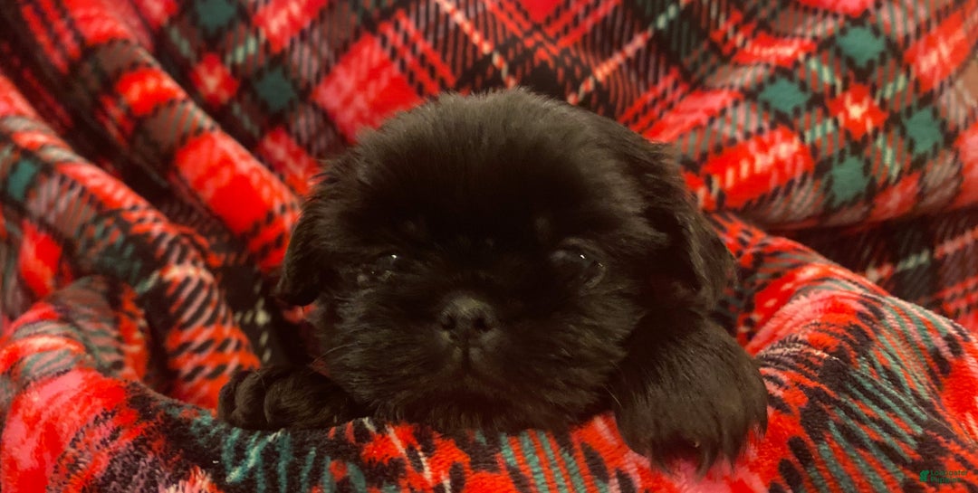 Shih Tzu dogs for sale: CHARLIE, Shih Tzu, Male, 10 weeks, AKC Champion Blood Line - Ad 2
