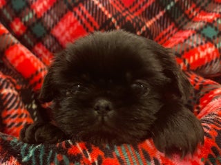 Shih Tzu dogs CHARLIE, Shih Tzu, Male, 7 weeks, AKC Champion Blood Line - Ad 23