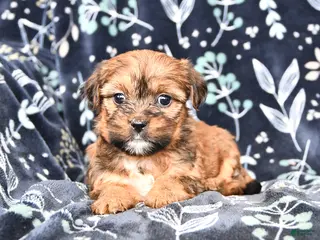 Shorkie dogs Coco - Ad 7