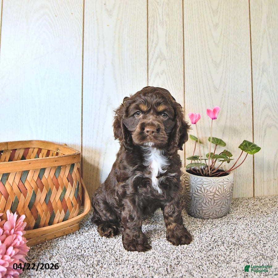 Cocker Spaniel dogs Katie - Ad 1