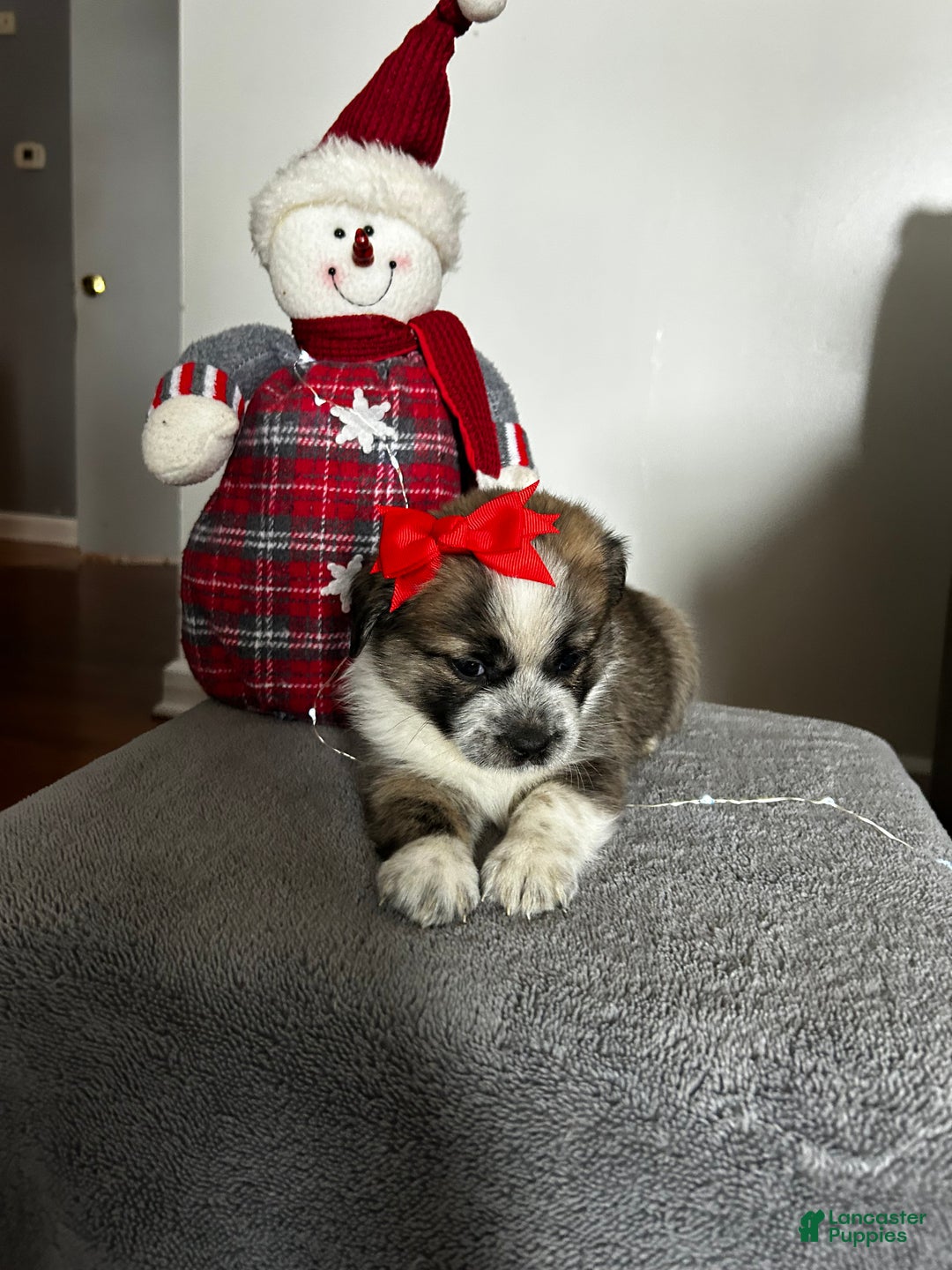 Mixed Breed dogs for sale: Nicky - Ad 2