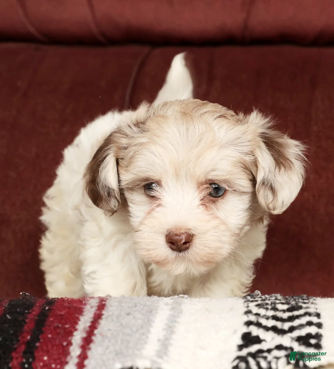 Havapoo dogs for sale: Biscuit - Ad 2