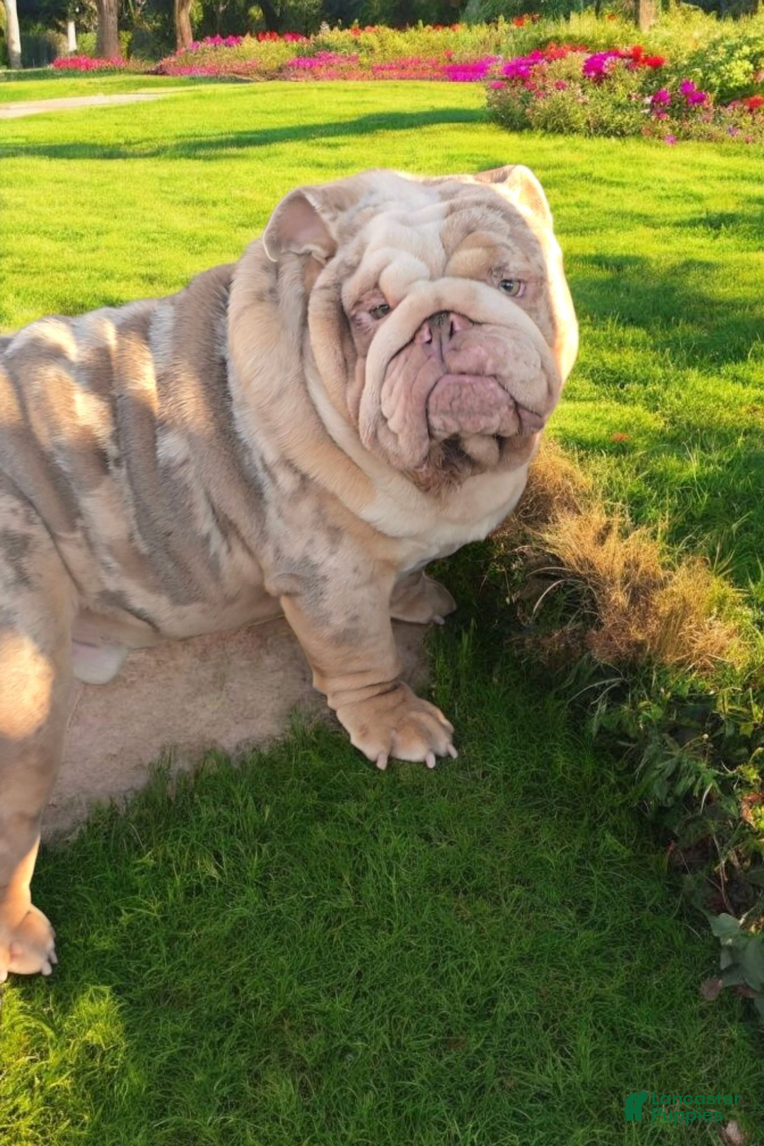 English Bulldog dogs for stud: English Bulldog 1 puppies - Ad 5