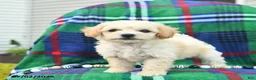 Bichpoo dogs for sale: Heidi  - Ad 3