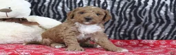 Mini Goldendoodle dogs for sale: Muffin - Ad 2