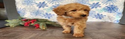Mini Goldendoodle dogs for sale: Reno - Ad 6