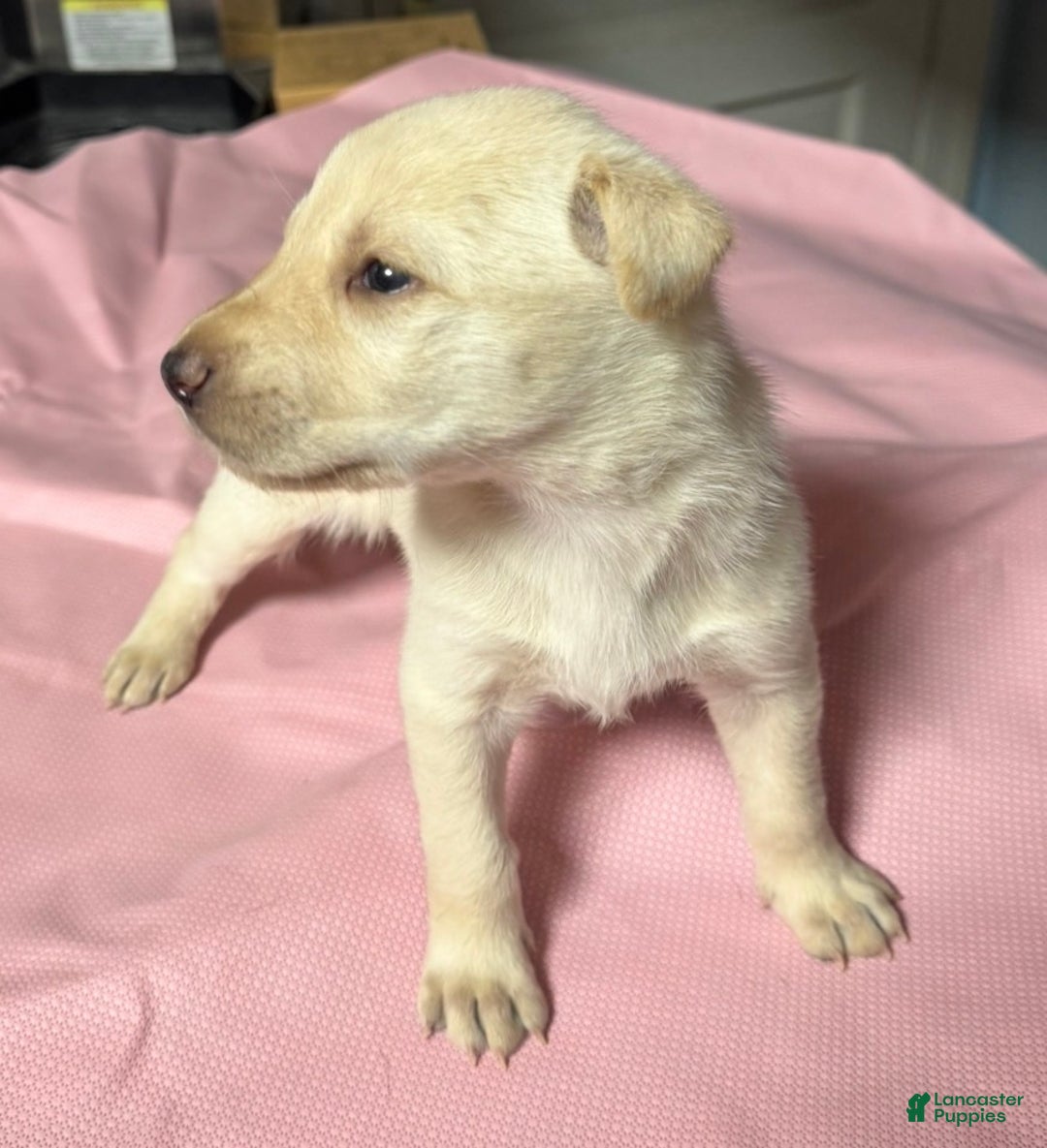 Gerberian Shepsky dogs for sale: Gerberian Shepsky Puppy 4 - Ad 1