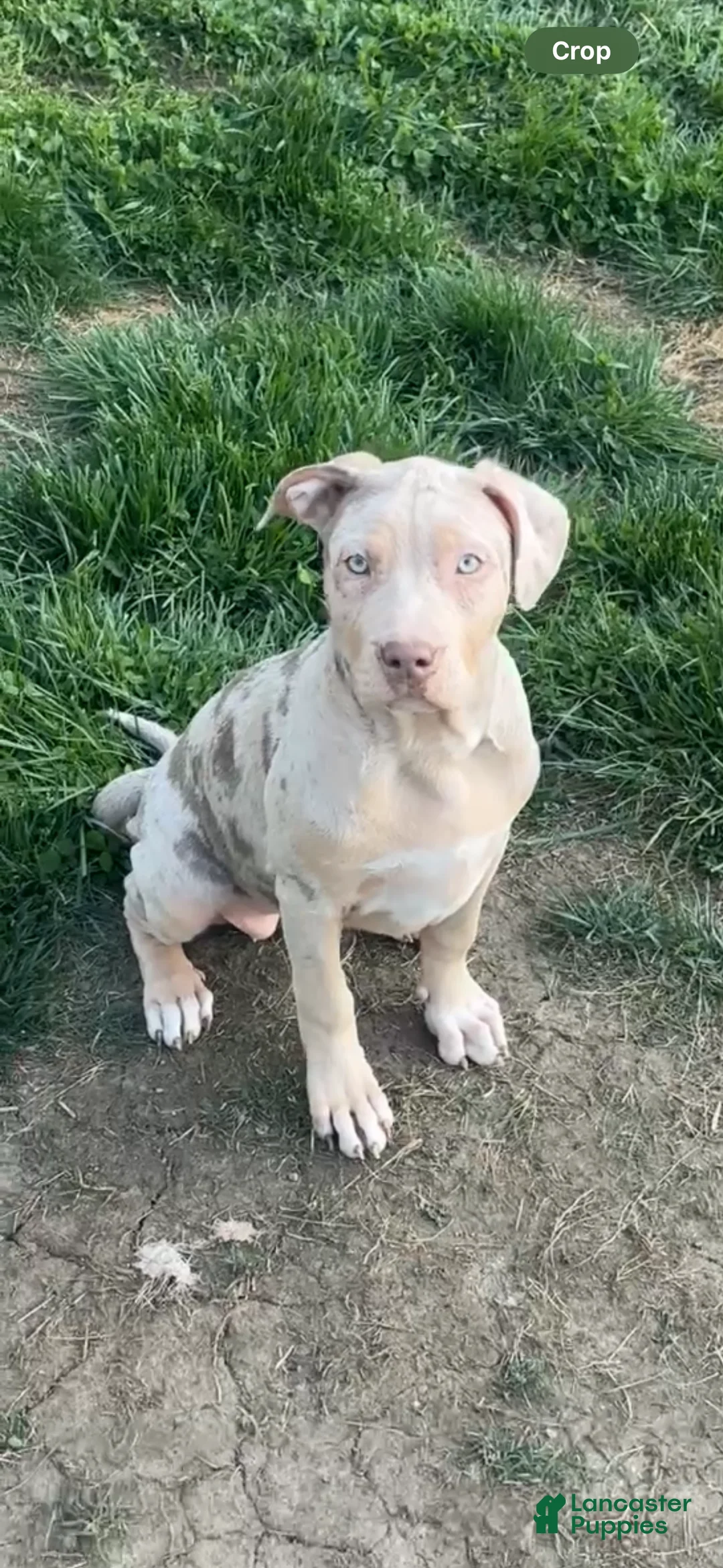 American Bully dogs for sale: American Bully Puppy 5 - Ad 2