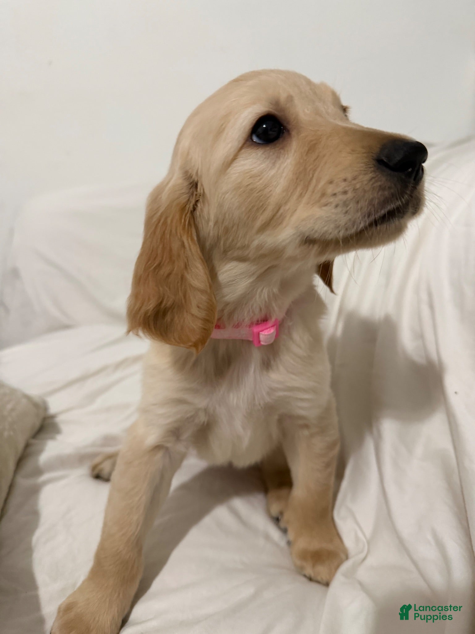 Golden Retriever dogs Capri - Ad 1