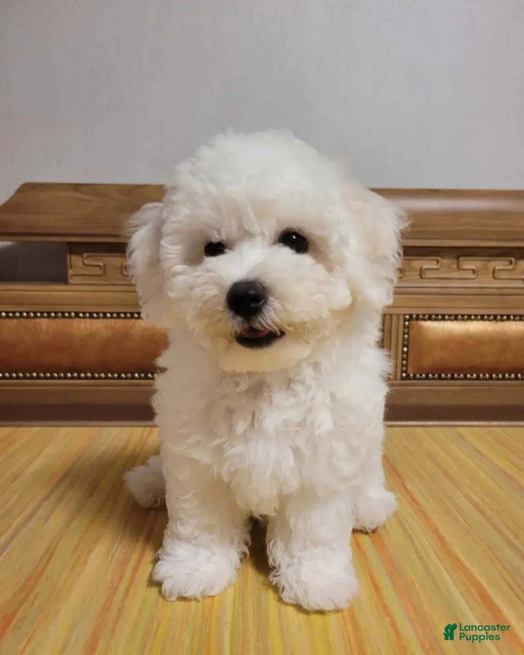 Bichon Frise dogs for sale: Ben (Male) - 9 weeks Old - Ad 2