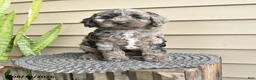 Cockapoo dogs for sale: Baily - Ad 1