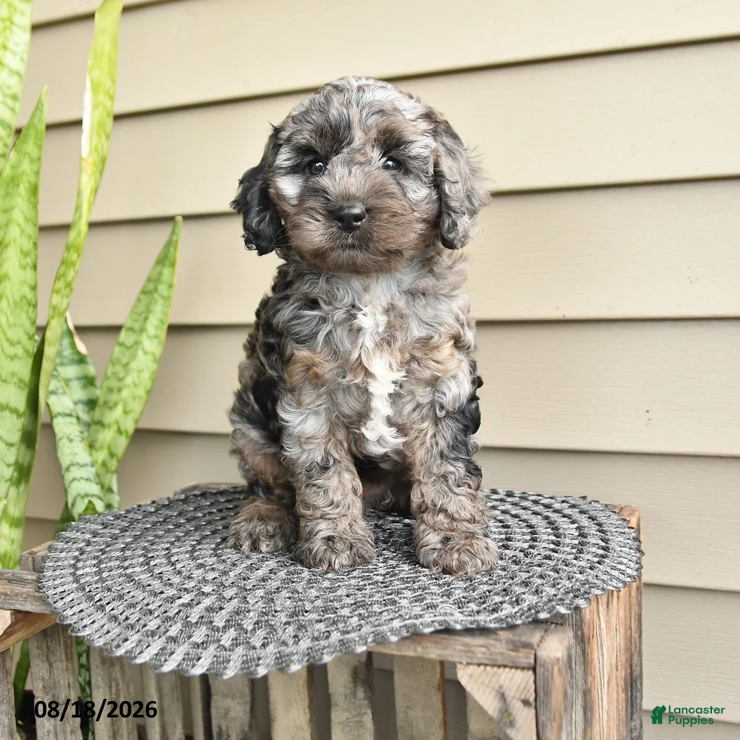Cockapoo dogs for sale: Baily - Ad 1
